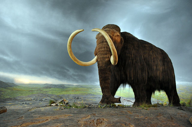Woolly mammoths observed in 1818 in the United States