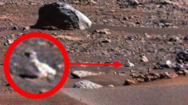 Has a bird photographed on the planet Mars?