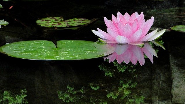 The day an explorer found a man-eating lotus