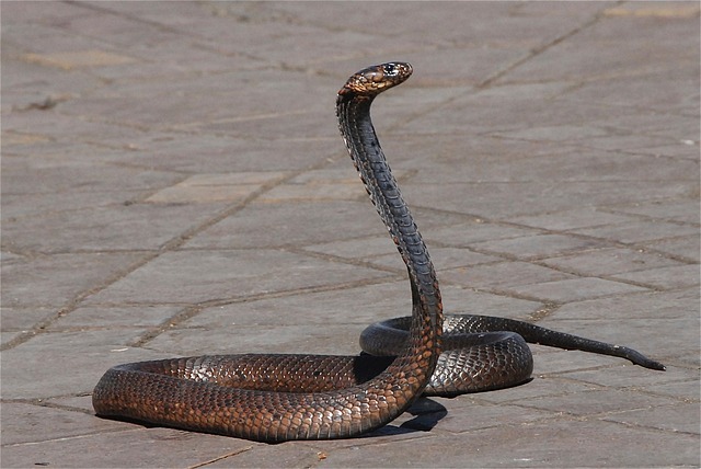 Un serpent géant perturbe la circulation en Virginie