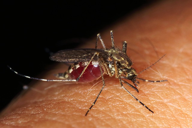 Pourquoi les piqûres de moustique grattent ?